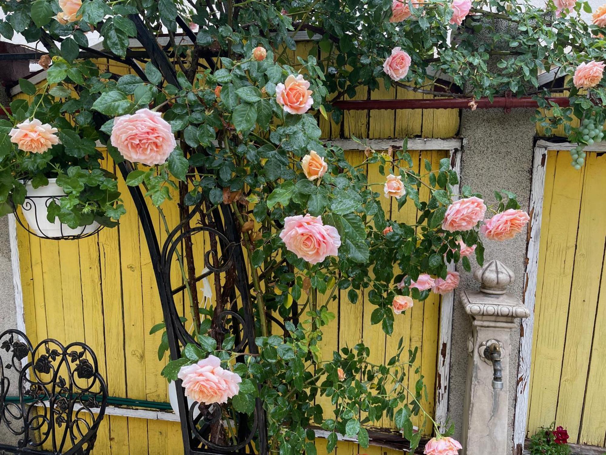 Luxurious Villa With Lush Garden And Huge Terrace Near Herastrau Park Boekarest Buitenkant foto
